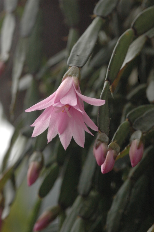 hatiora rosea frohning 9598 rbi 433 9389