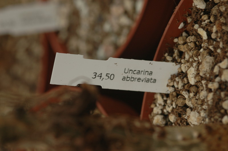 uncarina abbreviata 1103