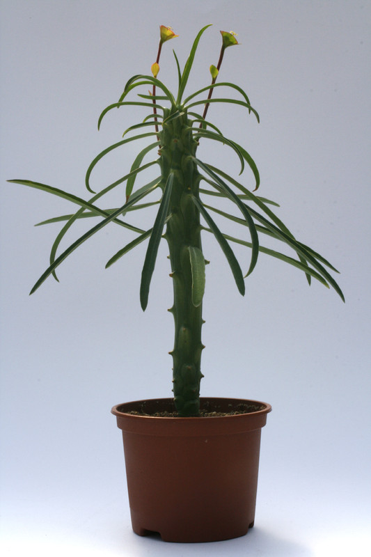 euphorbia clava 7878