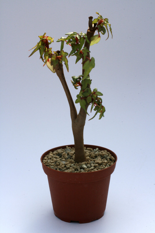 begonia dregei 8070