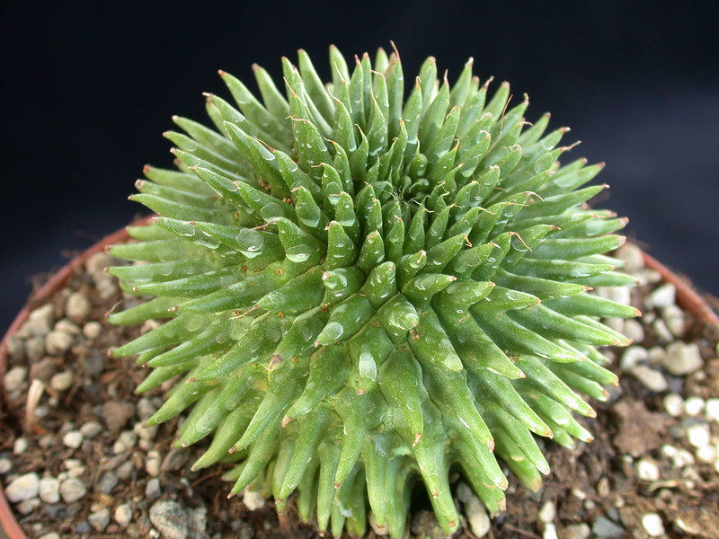 euphorbia suzannae 03