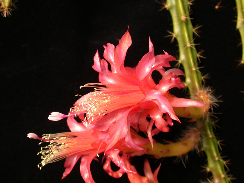 aporocactus tempel fire 01