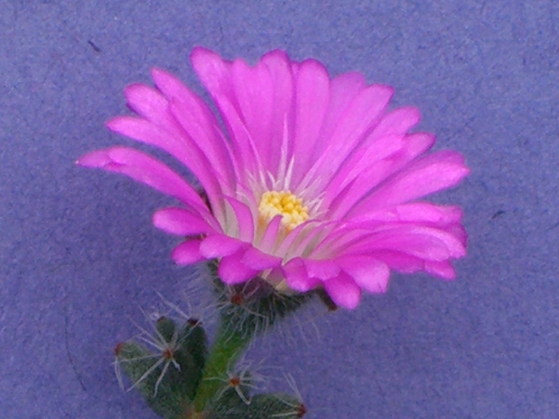 trichodiadema densum 2146