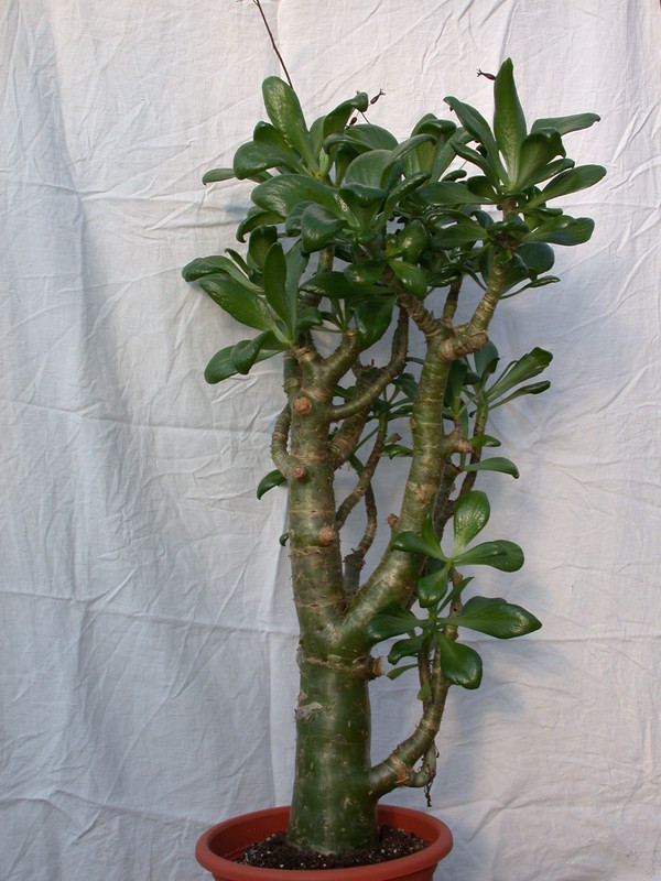 tylecodon paniculatum 8594