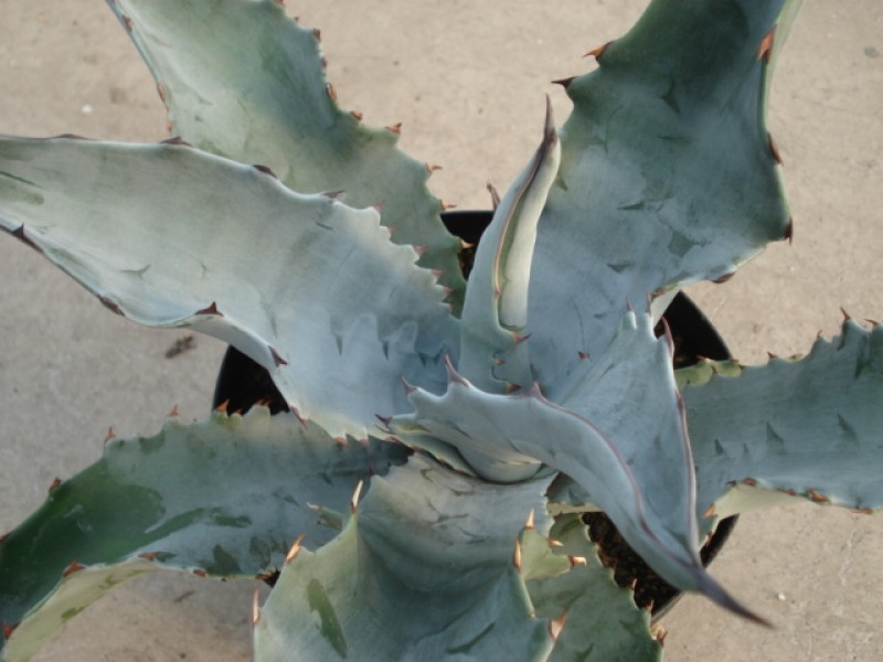 agave sobria rancho 4890