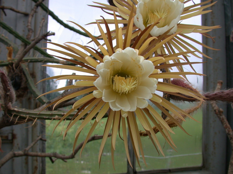 selenicereus grandiflorus 5467