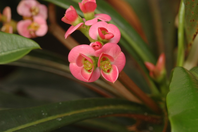 euphorbia lophogona 1180