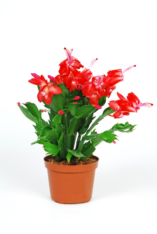 schlumbergera scarlet flame