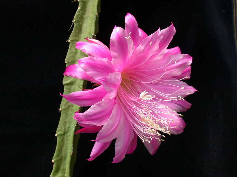 aporocactus fliedery paetz 03