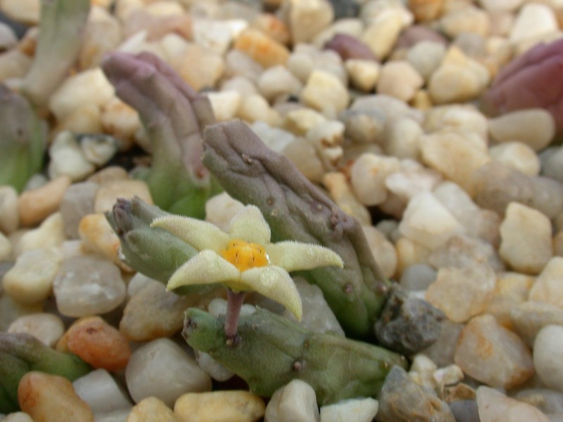 piaranthus geminatus geminatus2