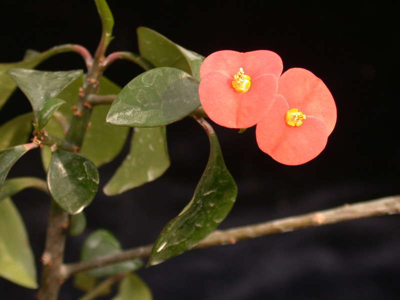 euphorbia geroldii 01