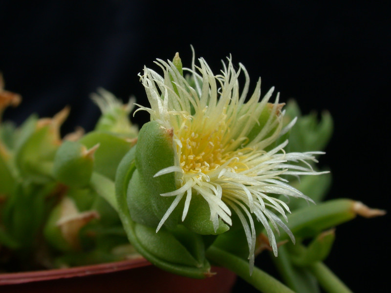sceletium joubertii sb979 04