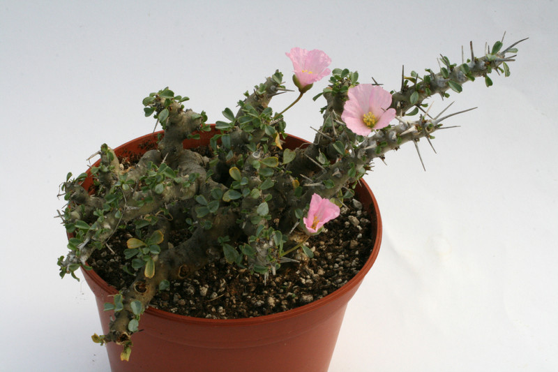 sarcocaulon pattersonii 2986