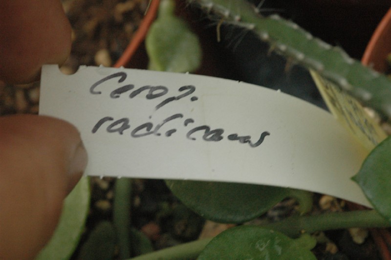 ceropegia radicans 03