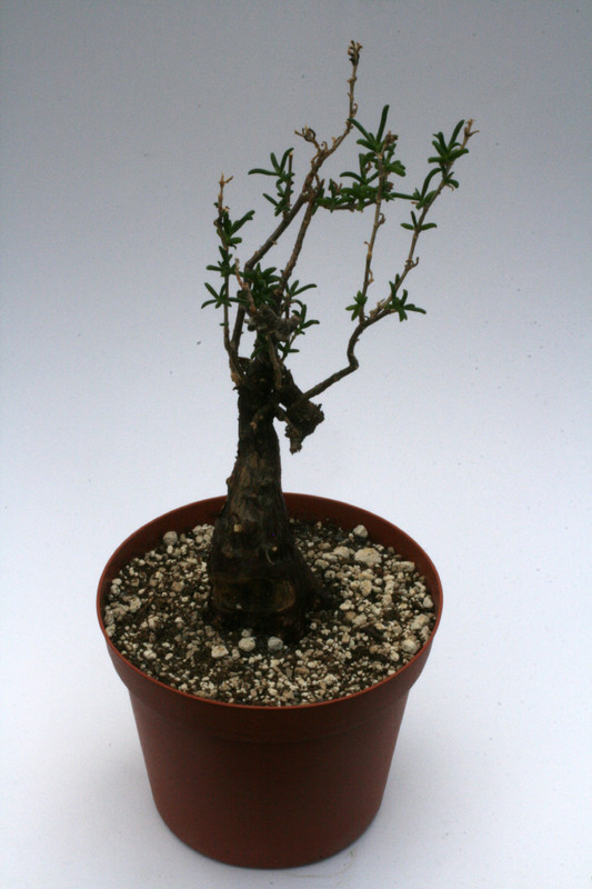 mestoclema tuberosum 9981