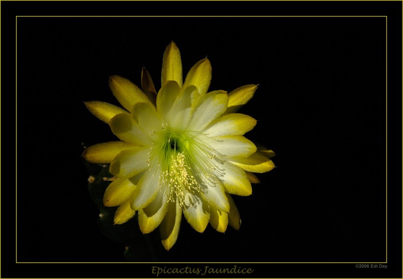 eh jaundice n1