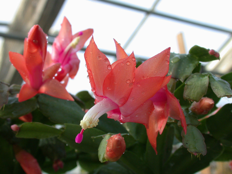 schlumbergera new chrismas 13