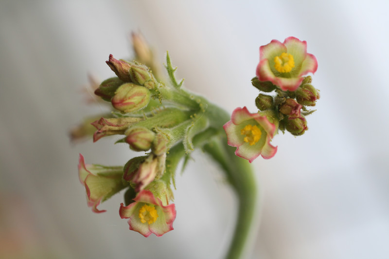 jatropha spicata 1141