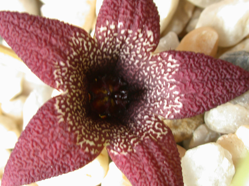 tromotriche aperta 03