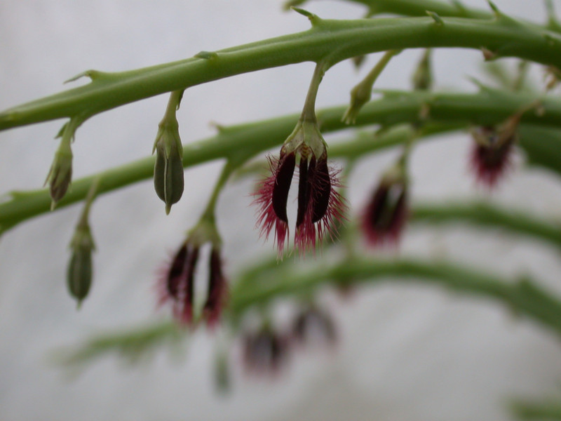 caralluma subulata rh292 1