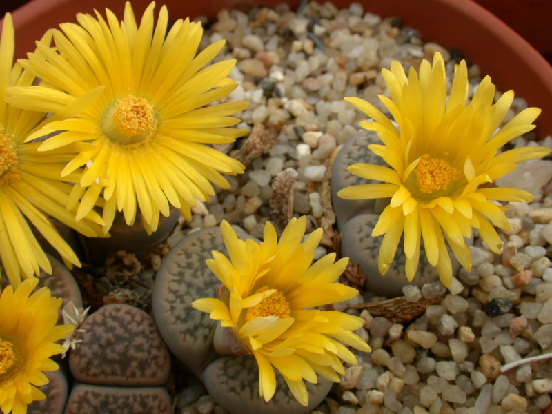 lithops hookeri marginata 03