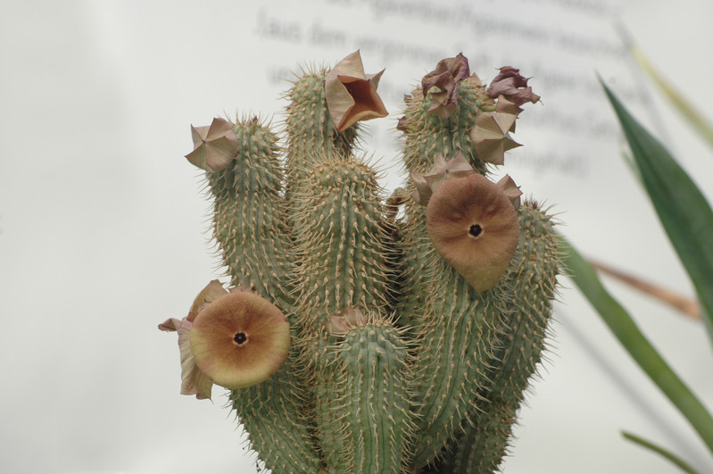 hoodia sp 03