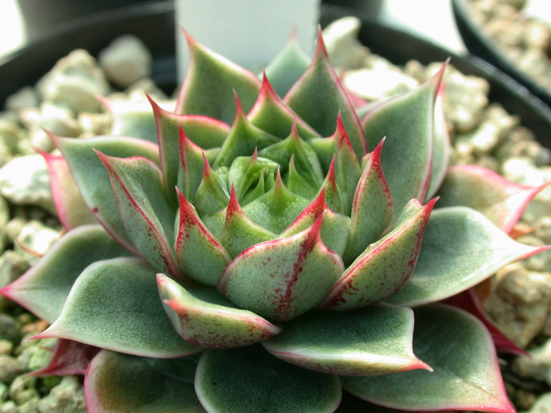 echeveria parva 01
