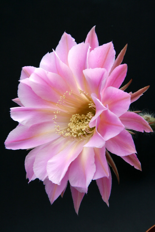 echinopsis spring symphony 0203