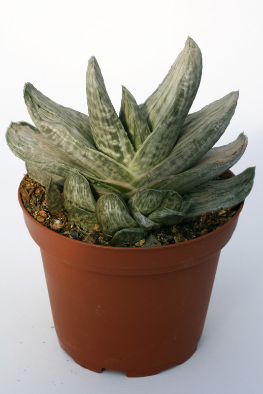 gasteria brachyphylla variegata 7231