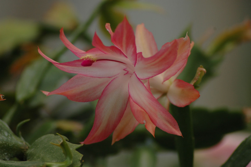 schlumbergera coral cascade 03