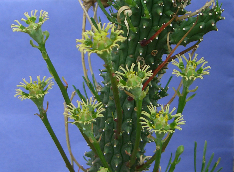 euphorbia schoenlandii 2019