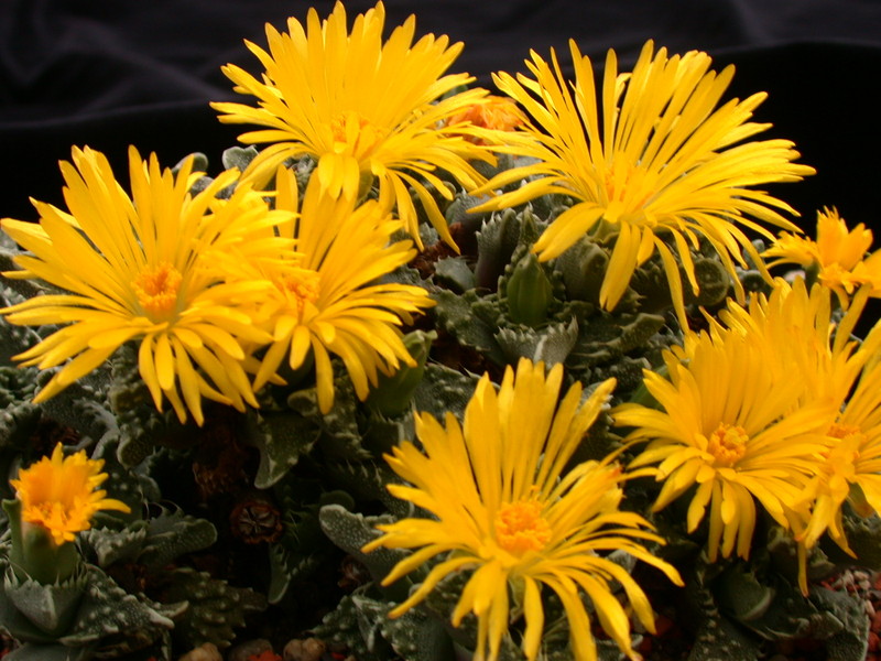 faucaria tuberculosa 3769