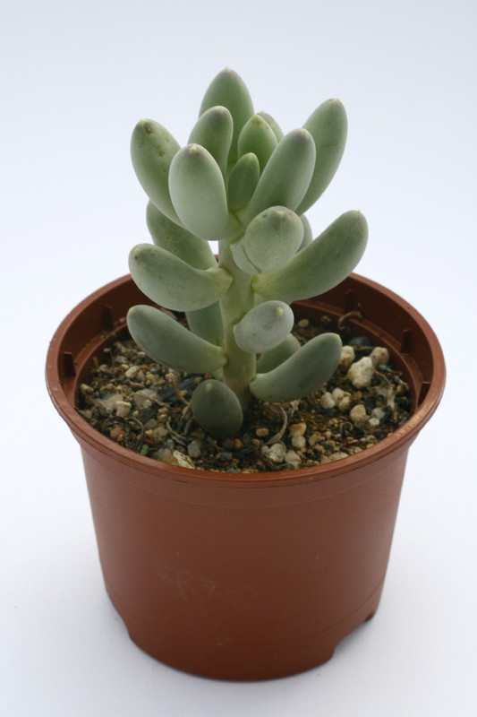 pachyphytum hookeri 7971