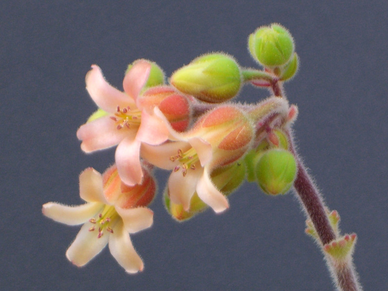 cotyledon ladysmithiensis 0964