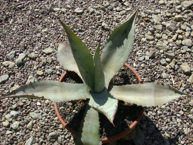 agave asperrima 01
