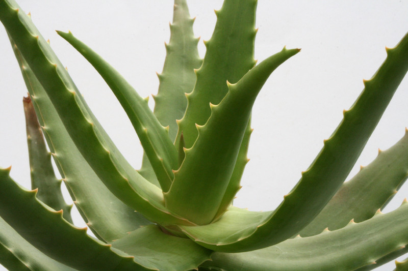 aloe morijensis kenia 6704