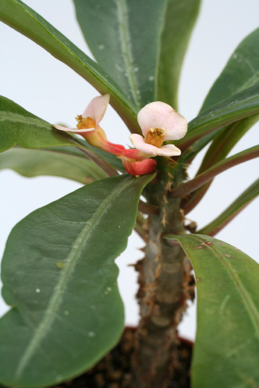 euphorbia lophogona klein 0602