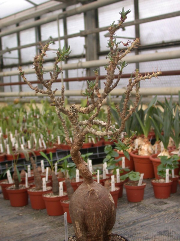 pachypodium bispinosum 01