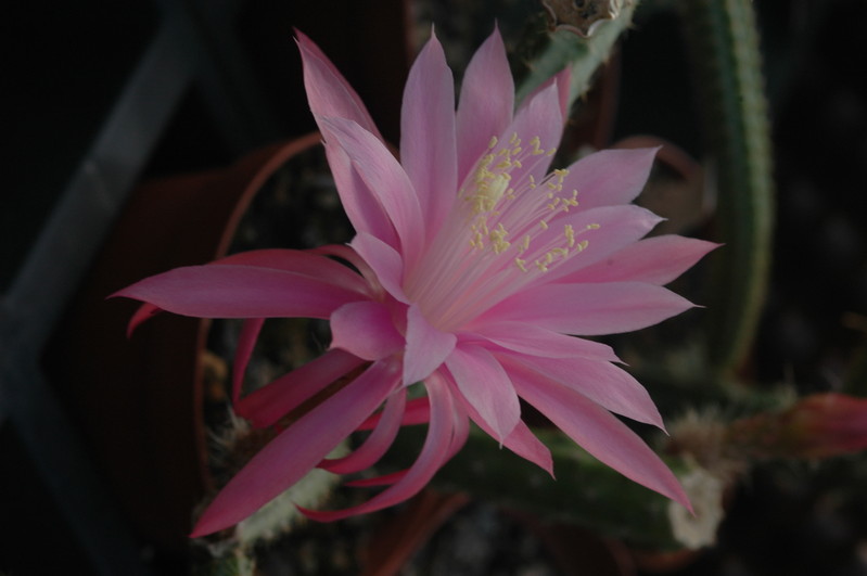 aporocactus royal silk 1297