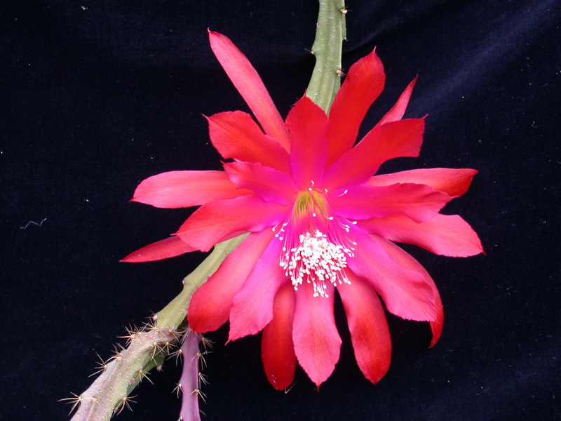 aporocactus gypsi red 01