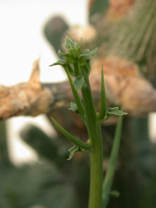 adenia globosa 03