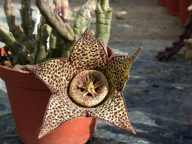 orbea variegata helle bluete 01