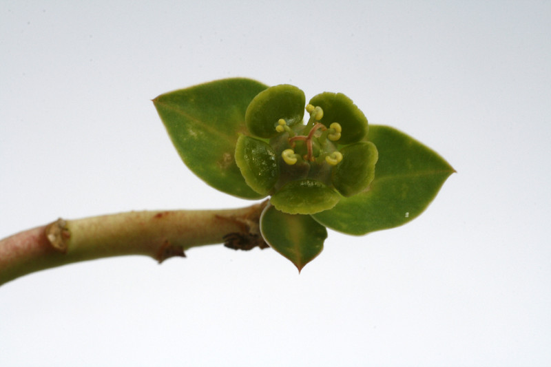 euphorbia maritae 0136