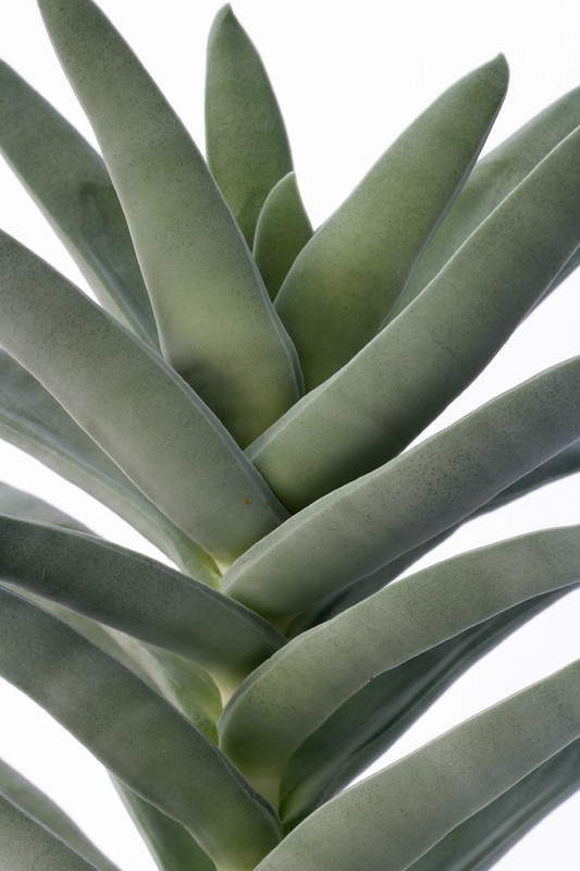 crassula falcata coccinea 7219