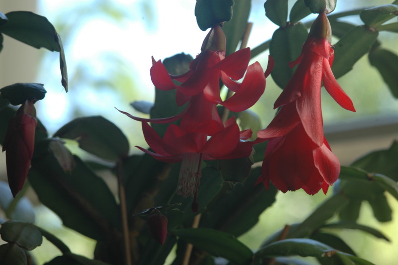 schlumbergera x buckleyi george g 01