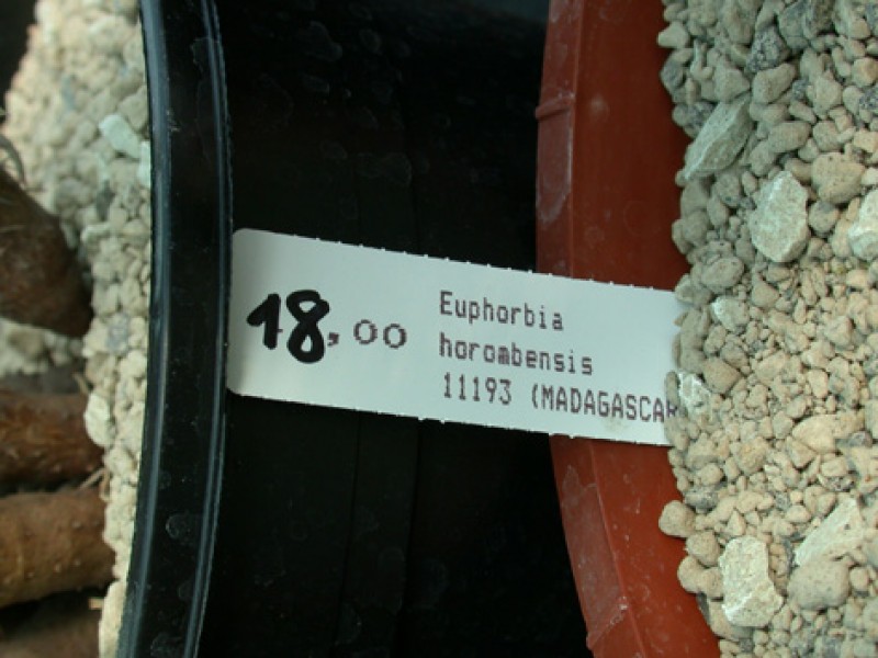 euphorbia horombensis es 11193 03