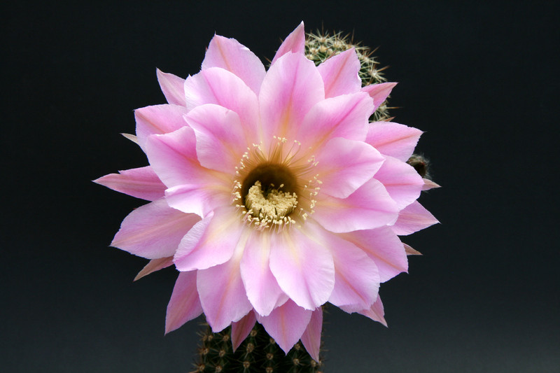 echinopsis spring symphony 0201