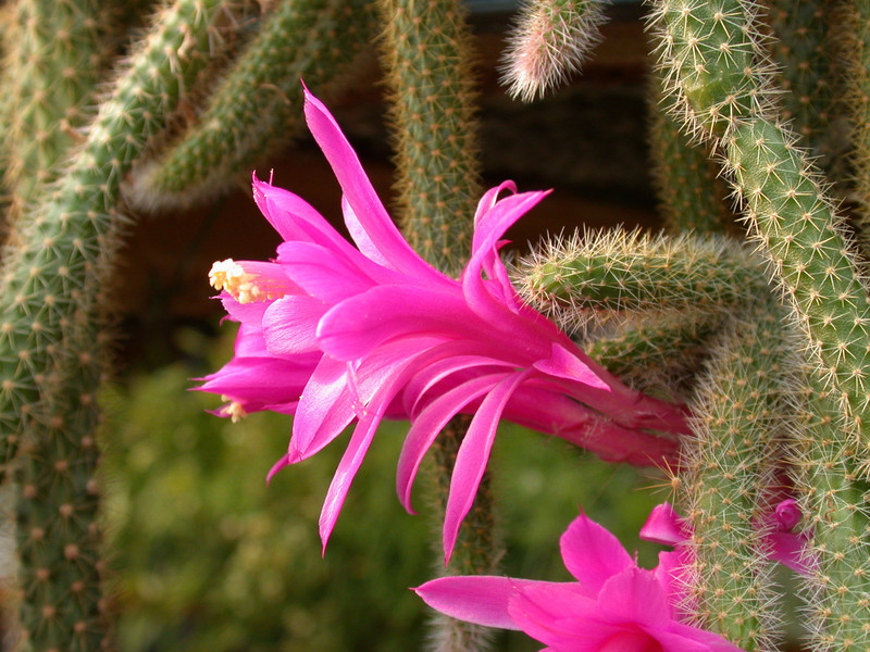 aporocactus flagelliformis x02