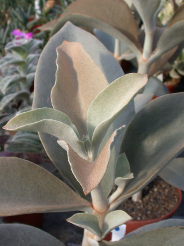 kalanchoe orygalis