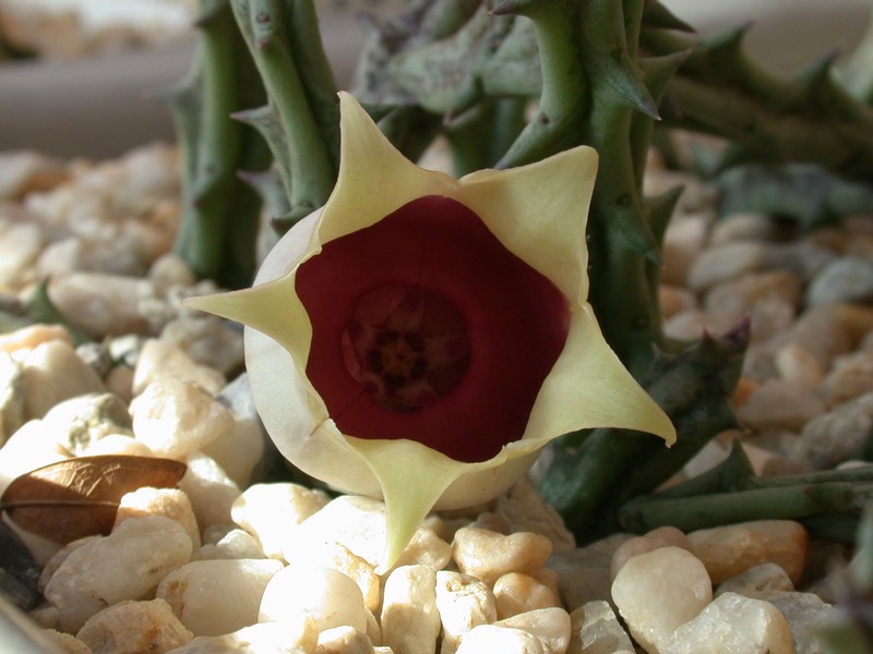 orbeanthus conjunctus2